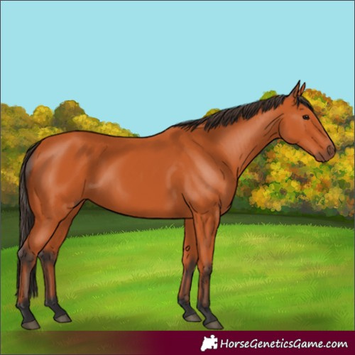 Horse Color:Bay 