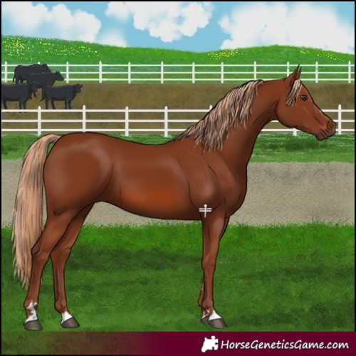 Horse Color:Chestnut 
