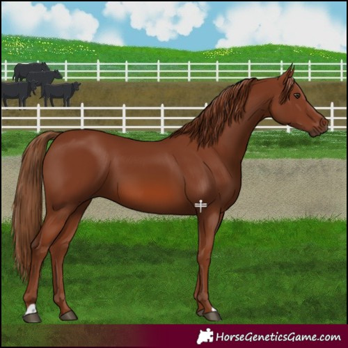 Horse Color:Chestnut 