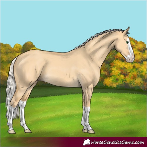 Horse Color:Silver Amber Cream Champagne Dun Splash