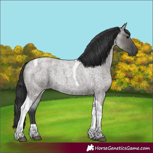 Horse Color:Grullo Roan Tobiano 