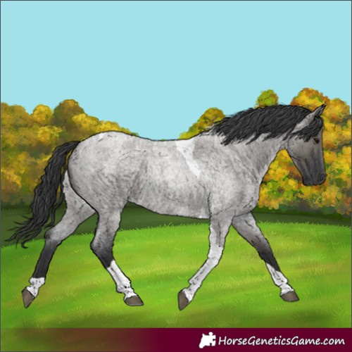 Horse Color:Grullo Roan Tobiano 
