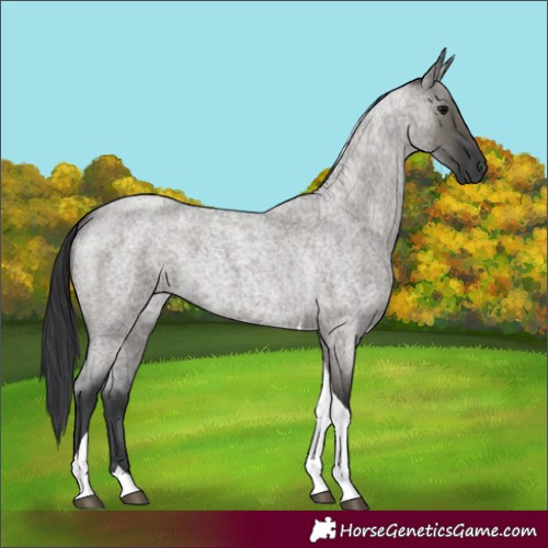 Horse Color:Grullo Roan Tobiano 