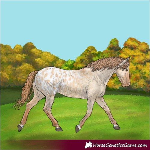 Horse Color:Red Dun Appaloosa