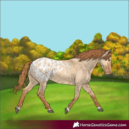 Horse Color:Red Dun Appaloosa