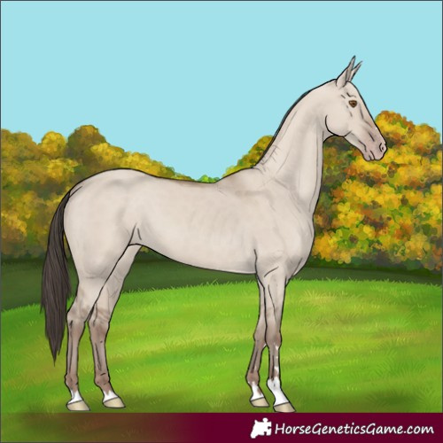Horse Color:Classic Champagne Dun 