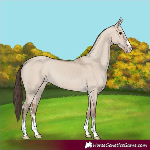 Horse Color:Classic Champagne Dun 