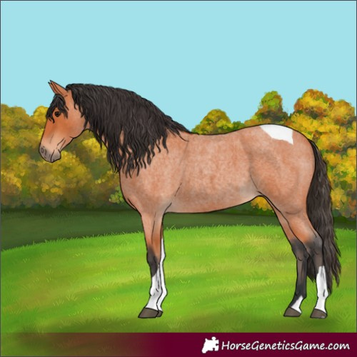 Horse Color:Bay Roan Tobiano 