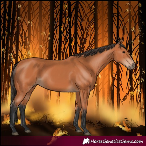 Horse Color:Bay 