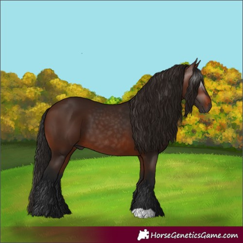 Horse Color:Gray Bay 