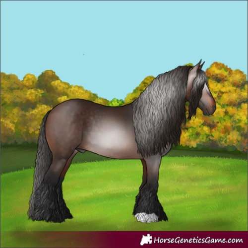 Horse Color:Gray Bay 
