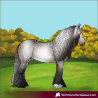 Horse Color:Gray Bay 