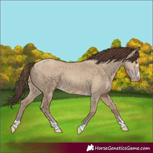 Horse Color:Classic Champagne Dun 