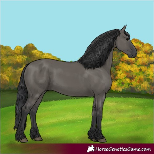 Horse Color:Grullo Rabicano 