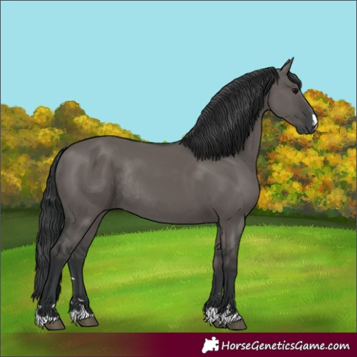 Horse Color:Grullo Rabicano 
