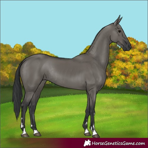 Horse Color:Grullo Rabicano 