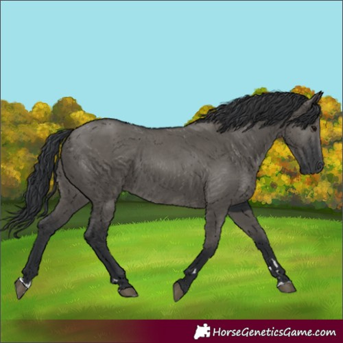 Horse Color:Grullo Rabicano 