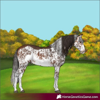 Horse Color:Bay Splash Frame Rabicano  and Bay Splash Frame Rabicano 