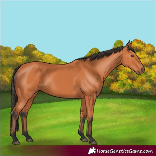 Horse Color:Bay 