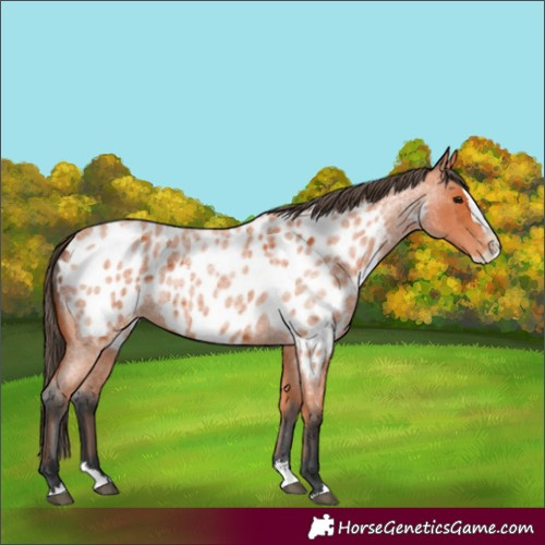 Horse Color:Bay Roan Splash Appaloosa 