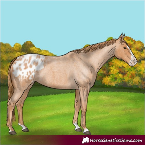 Horse Color:Red Roan Splash Appaloosa 
