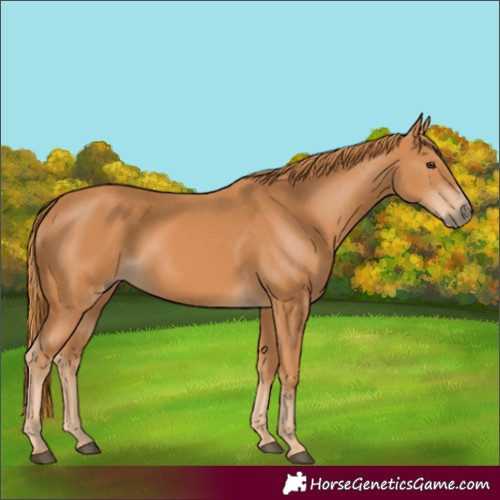 Horse Color:Chestnut 