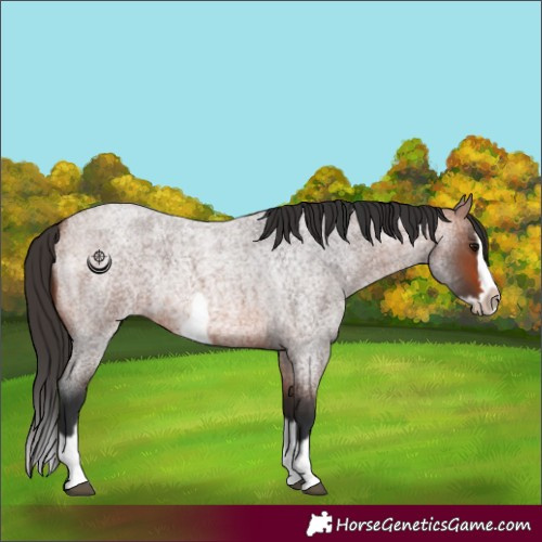 Horse Color:Bay Roan Splash Frame Rabicano