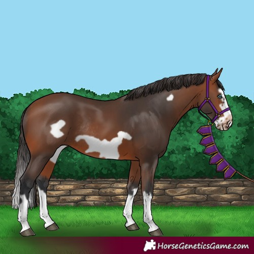 Horse Color:Bay Splash Frame Rabicano
