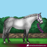Horse Color:Gray Black
