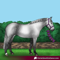 Horse Color:Gray Black 