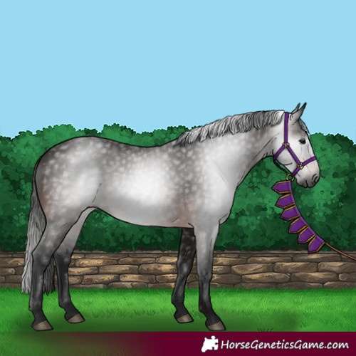 Horse Color:Gray Bay 