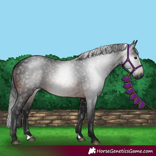 Horse Color:Gray Bay 