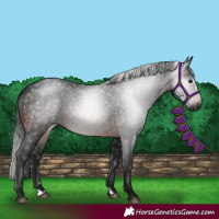 Horse Color:Gray Bay