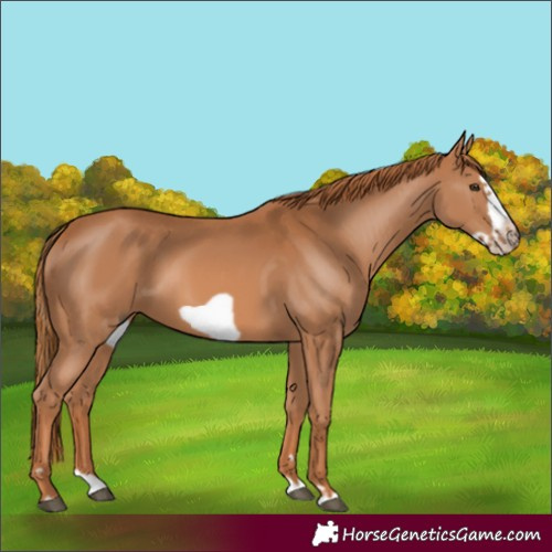 Horse Color:Chestnut Splash Frame 