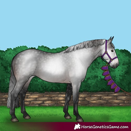 Horse Color:Gray Bay 