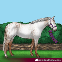 Horse Color:Gray Chestnut and Gray Chestnut Appaloosa