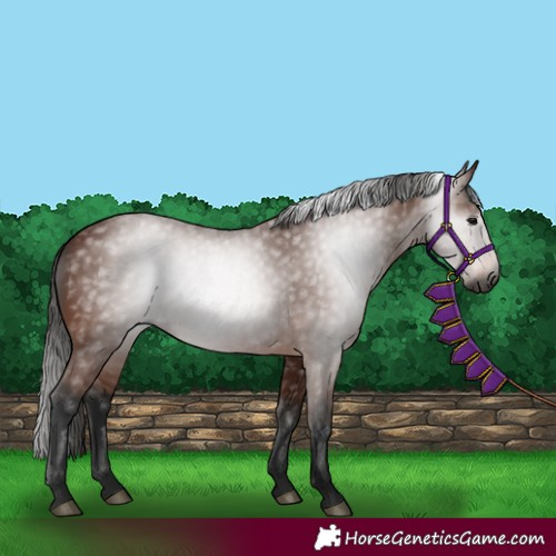 Horse Color:Gray Bay 