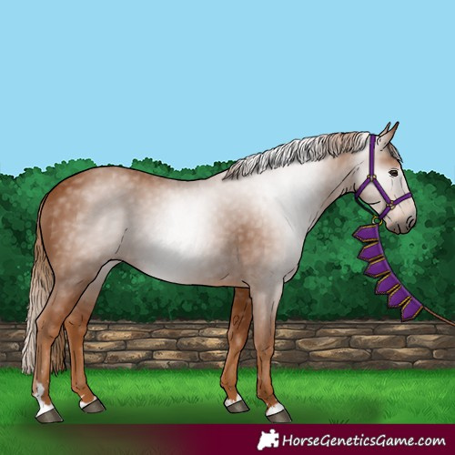 Horse Color:Gray Chestnut 