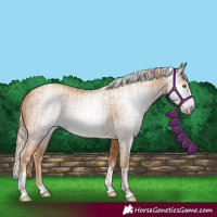 Horse Color:Gray Gold Champagne and Gray Gold Champagne