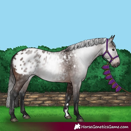 Horse Color:Gray Bay Appaloosa