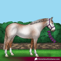 Horse Color:Gray Chestnut