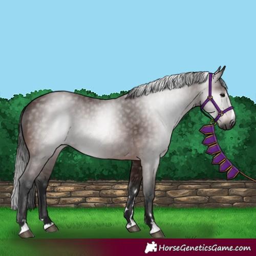 Horse Color:Gray Bay 