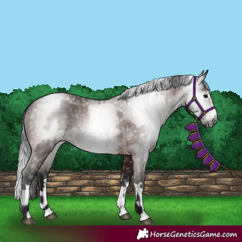 Horse Color:Gray Bay  and Gray Bay 