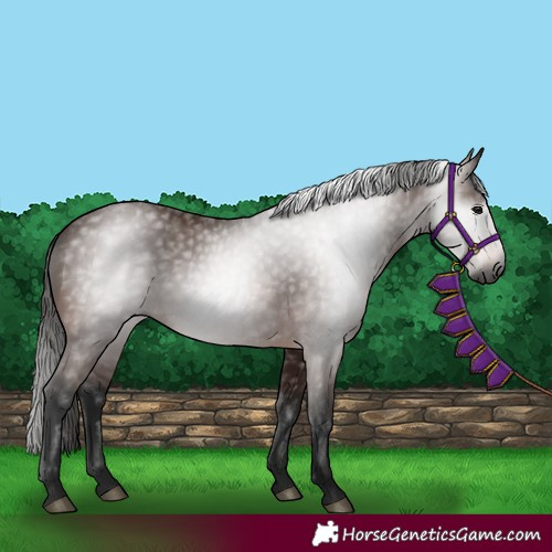 Horse Color:Gray Bay 