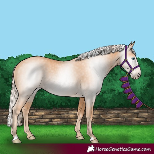 Horse Color:Gray Cremello 