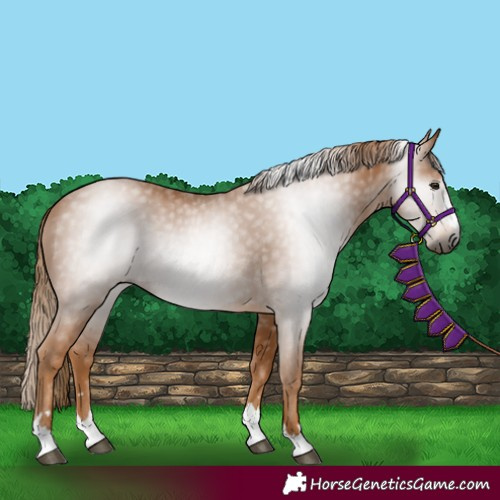 Horse Color:Gray Chestnut 