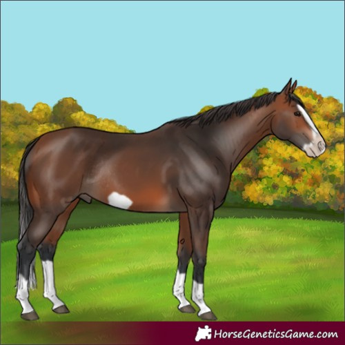 Horse Color:Bay Splash Frame Rabicano 