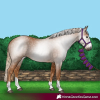 Horse Color:Gray Chestnut 