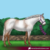 Horse Color:Gray Chestnut and Gray Chestnut