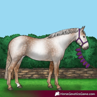 Horse Color:Gray Chestnut